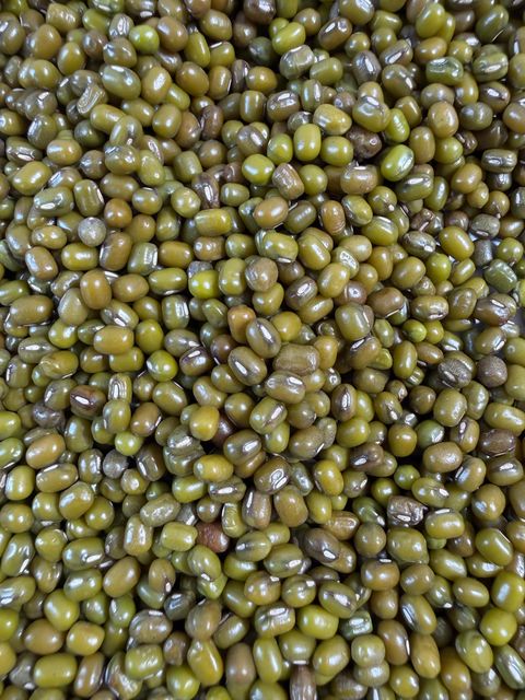 Green Gram (Moong), Mung Beans, Mongo Beans, Golden Gram, Jerusalem Pea - Image 4