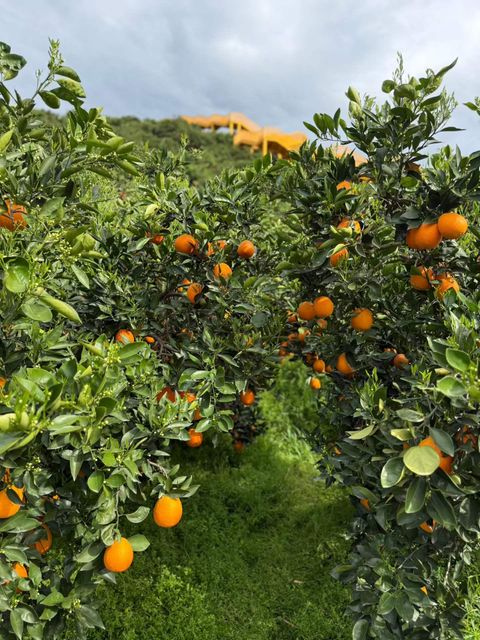 Chinese Citrus (Navel Orange) - Image 5