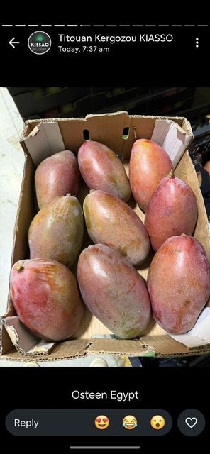 Fresh Mango - Image 3