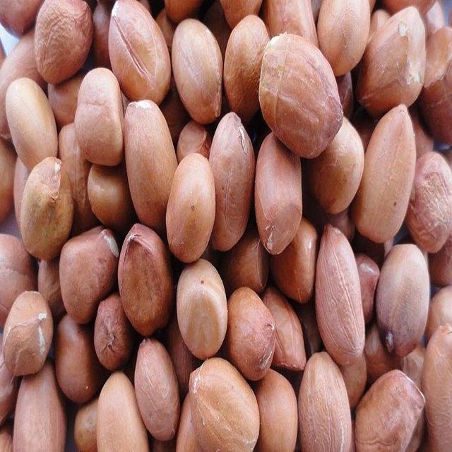 Buyers for Wholesale Jumbo Raw Peanuts High Quality Natural Bold Blanched Peanuts Kernels - Image 5