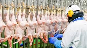 Frozen Chicken Ph Level 5.8–6.2 Fat Content 5–10% Foreign Matter None Origin South Africa Protein Content 15–20% E Coli Level ≤ 10 - Image 3