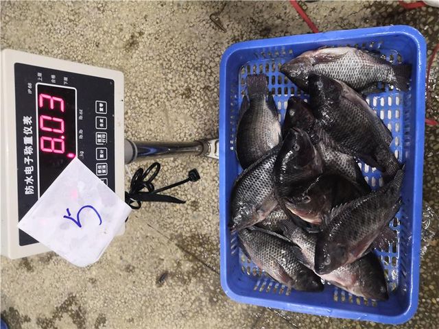 Tilapia Whole Round - Image 1