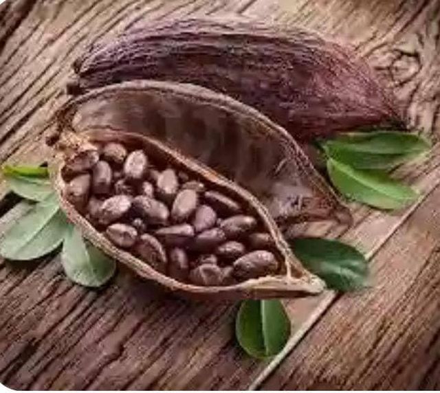 Dried Fermented Cocoa Beans - Image 2