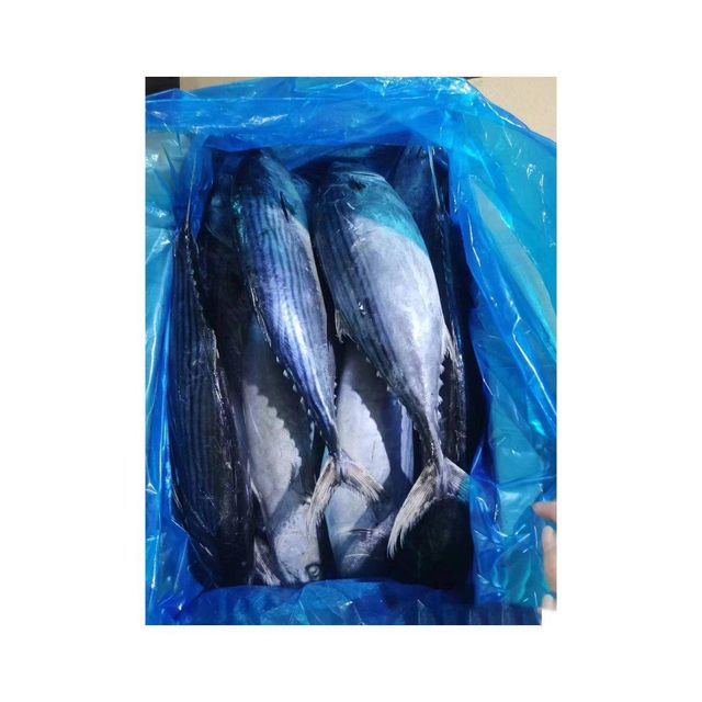 Wholesale frozen bonito fish bulk supply low price high quality ocean fish - Image 4