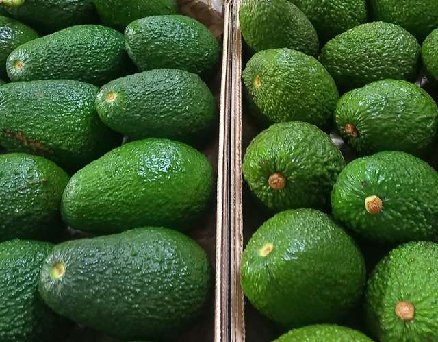 New Harvest –Healthy Avocados | New Zealand Origin (24 Pieces per Box),High Quality Fresh Avocado - Image 4