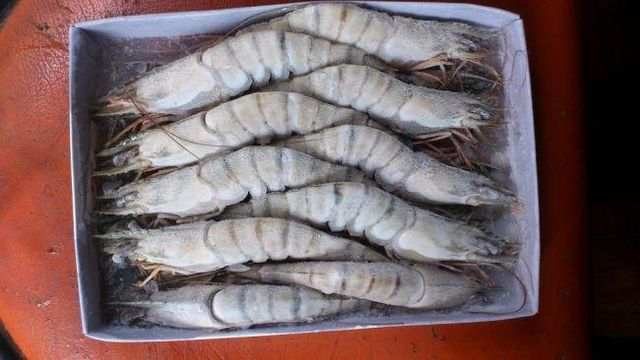 Frozen Prawns Premium Export Quality Individually Quick Frozen Seafood For Bulk Import Wholesale Supply And Retail Demand - Image 3