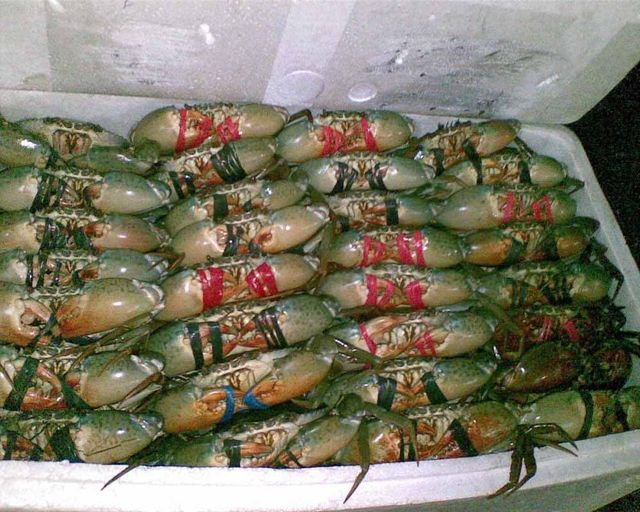 Fresh Crabs Premium Ocean Harvest With High Meat Yield For Frozen Seafood Distribution And International Buyer Supply - Image 4