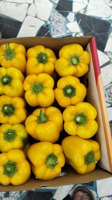 Premium Fresh Mixed Bell Pepper (Red & Yellow) - Export Quality - Image 2