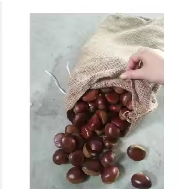 Wholesale Premium Raw Chestnuts – Fresh Natural Edible Chestnuts - Image 1