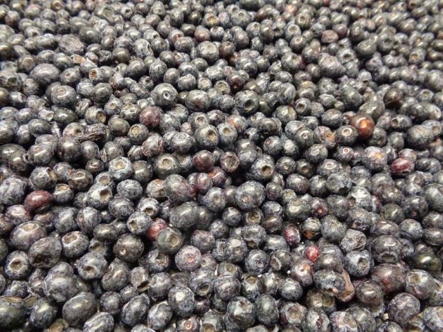 IQF Cultivated Blueberries Class I – 10kg / 25kg - Image 2