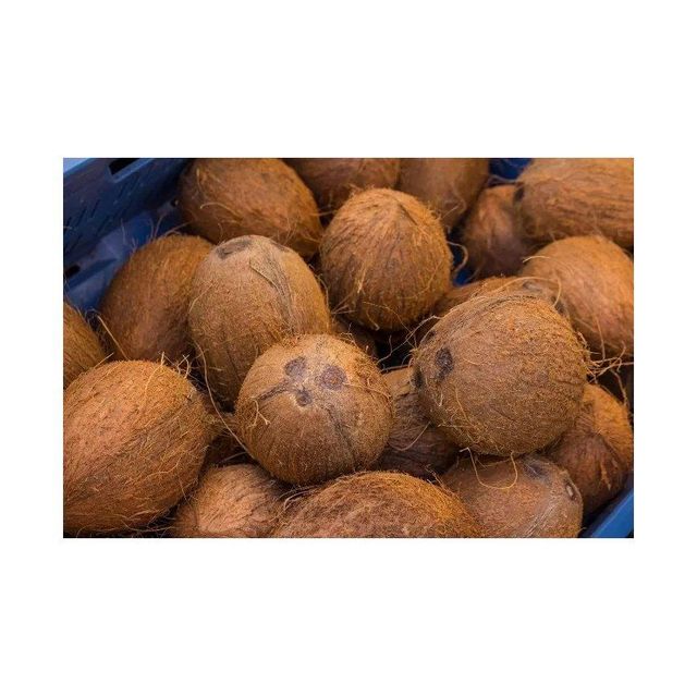 Low cost fresh coconut positioned for professional resale and trade flow - Image 3