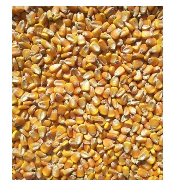 Common Cultivate Poultry Feed Yellow Corn Suppliers Yellow Maize for Animal - Image 1