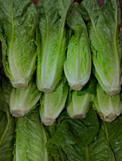 NATURALLY GROWN LETTUCE PREMIUM FRESH QUALITY READY EXPORT 10Kg CARTONS - Image 3