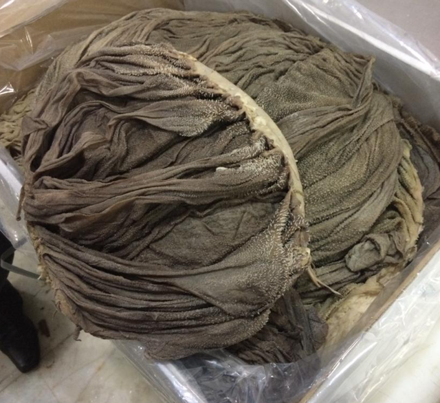 High Quality HALAL Frozen Beef Omasum Bulk Salted Beef and Dry Omasum for Sale High End Frozen Beef Tripe - Image 2