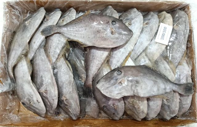 FROZEN LEATHER JACKET FISH WHOLE - Image 1