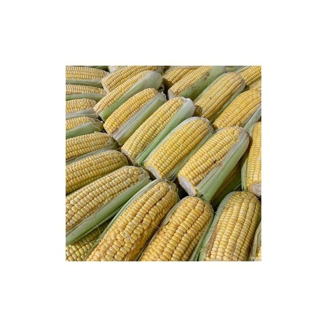 natural dried corn for cooking soups curries roasting and popcorn premium quality corn kernels rich in fiber vitamins and natural energy perfect for healthy diets home cooking and restaurants - Image 4