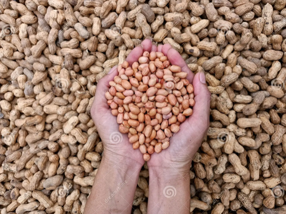 Organic Groundnut - Image 2
