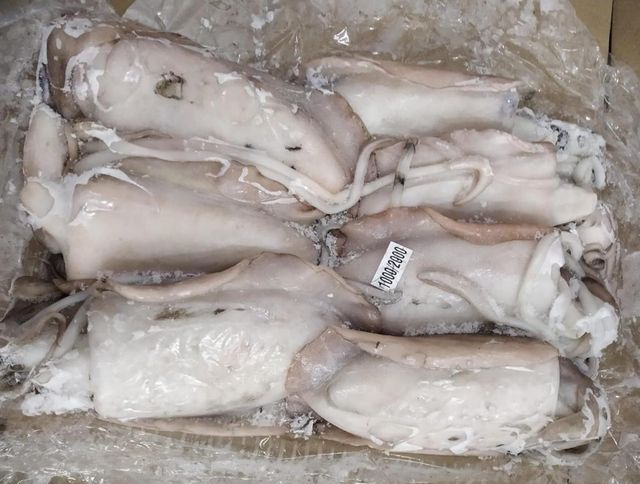 Frozen cuttlefish - Image 4
