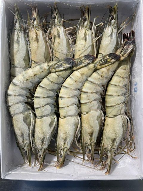 Frozen Black Tiger Shrimp HOSO - Image 3