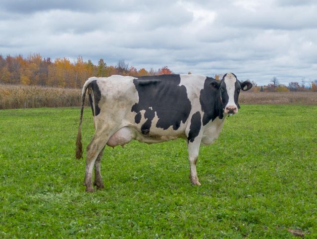 Productive Holstein Friesian Cows Excellent Dairy Breed Strong Body Healthy Condition Cheap Price Available Now - Image 1