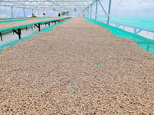 ROBUSTA - Image 3