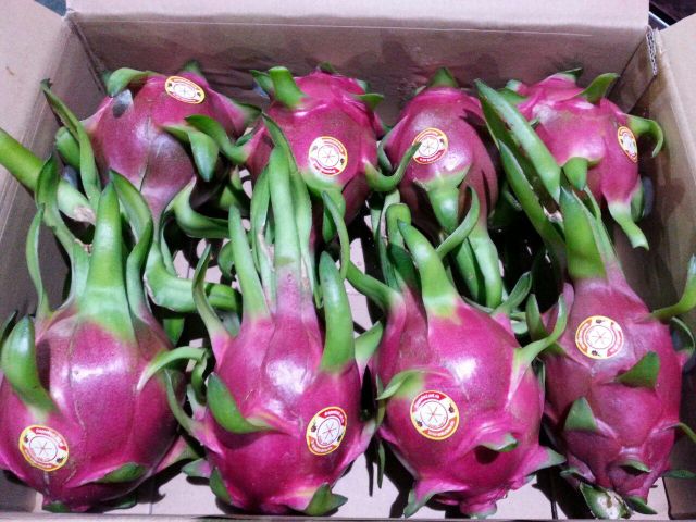 Song Nam ITD expands Vietnamese fresh dragon fruit export business in India. - Image 3