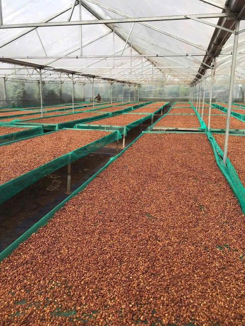 Robusta green beans S16 and S18 sourced directly from trusted farms in the Central Highlands of Vietnam - Image 5
