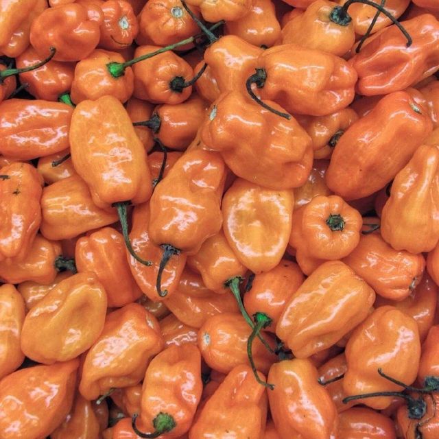 Fresh Green Habanero & Bell Peppers-Wholesale Organic Sweet Capsicum 20cm 10kg - Image 5