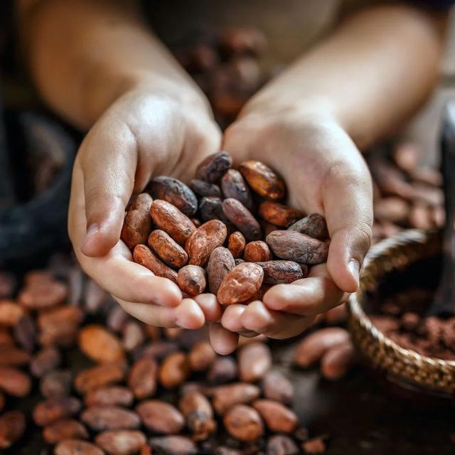 Raw Cocoa bean offered at factory price Cocoa bean from trusted farms ensuring rich taste and aroma - Image 5
