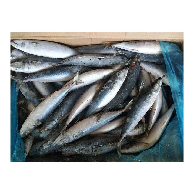 Wholesale Frozen Pacific Mackerel bulk cartons export ready fish for supermarkets - Image 3
