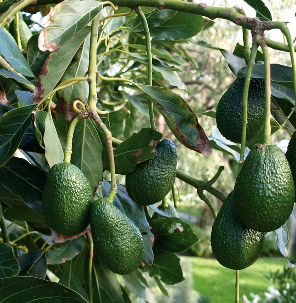 AVOCADO Fresh Organic Avocado - Image 2