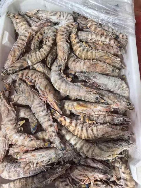 Frozen Prawns Hygienically Processed Premium Seafood Product For Retail Packaging Seafood Retailers And Import Markets - Image 2