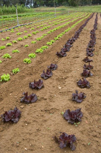 Red Lollo Rosso Lettuce Color Red Grade Premium Flavor Slightly Bitter Texture Delicate And Frilly Appearance Visually Stunning - Image 3