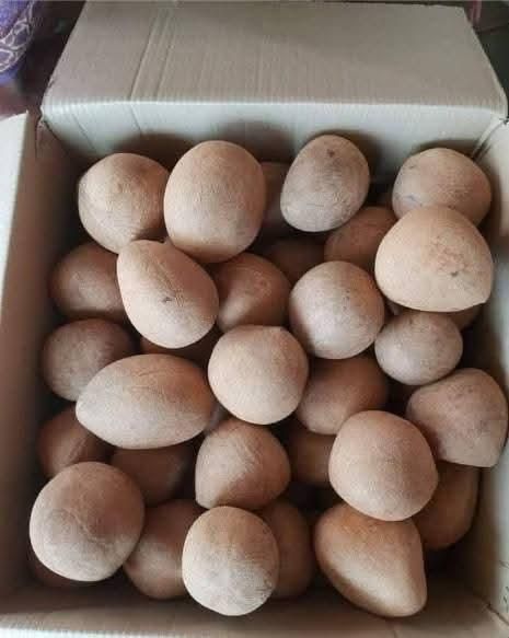 dried coconut copra or desiccated coconut (Power) - Image 3