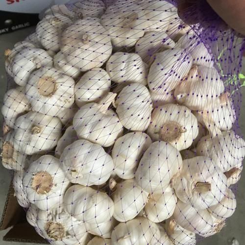 Premium Quality Fresh Garlic 6.0cm Large Clean Garlic Bulbs Bulk Cheap Pricing Wholesale Deals - Image 5