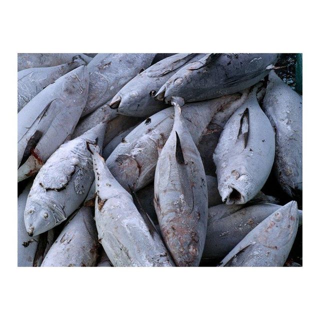 Premium quality frozen yellowfin tuna arranged for bulk buyers with fast delivery - Image 4