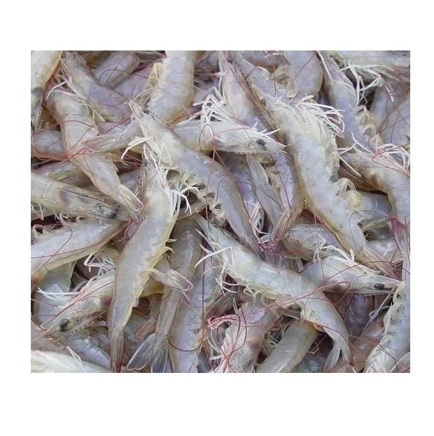 Frozen Vannamei Shrimp for Sale - 100% Export Quality - Image 3