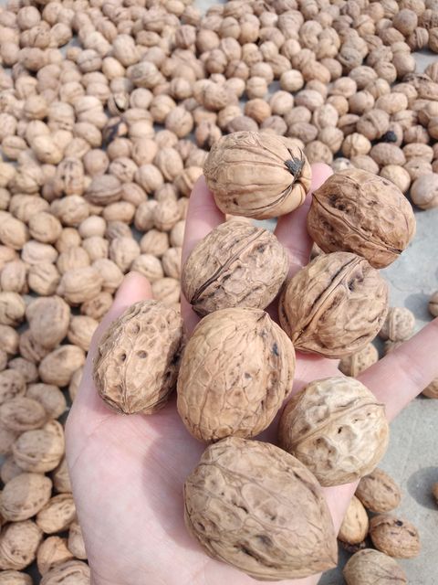 Premium Quality Fresh Walnuts in Shell for Global Wholesale Buyers - Image 5