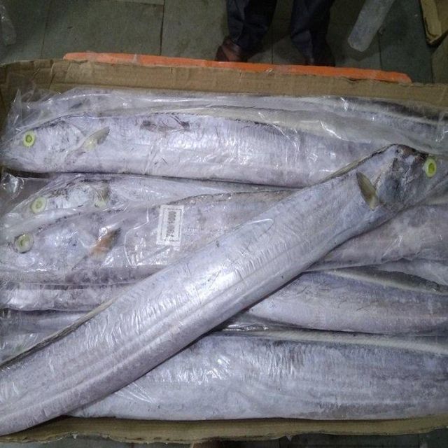 Premium Organic Low-Fat Frozen Ribbon Fish-10kg Bulk Packaging From Manufacturer Supplier - Image 1