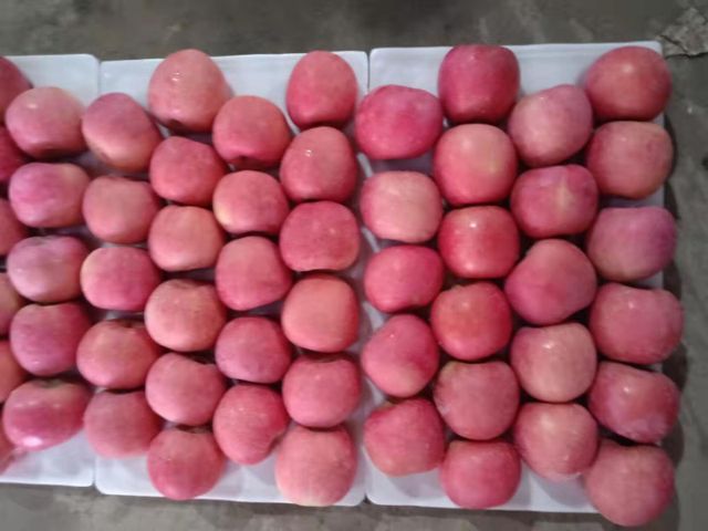 Premium Fresh Penglai Fuji Apples, Crisp Sweet Juicy Grade A Red Fruits with Rich Nutrition - Image 4