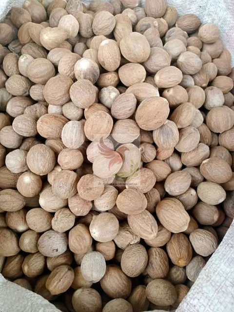 Nutmeg - Image 1