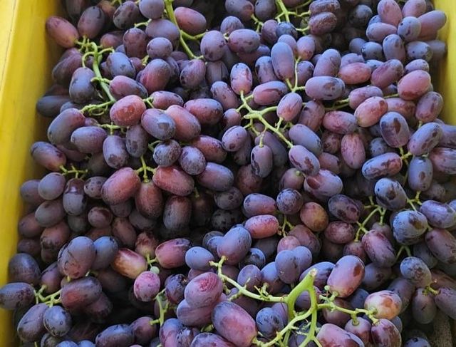 Premium Fresh Red, Black, and White Grapes - Image 3