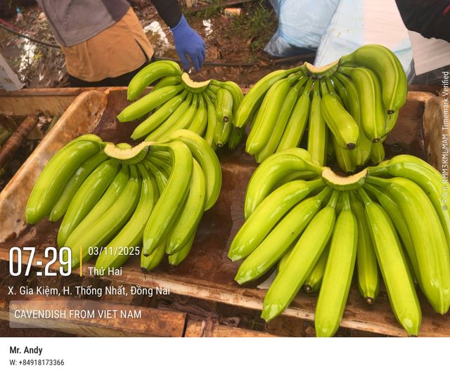 Cavendish Banana – product photo 3, product detail gallery