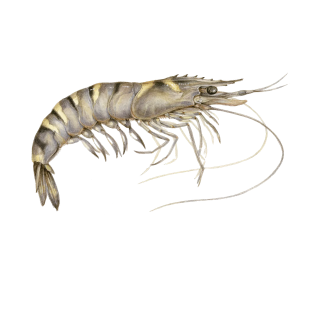 Wholesale giant tiger prawn bulk supply low price natural fresh prawns - Image 5