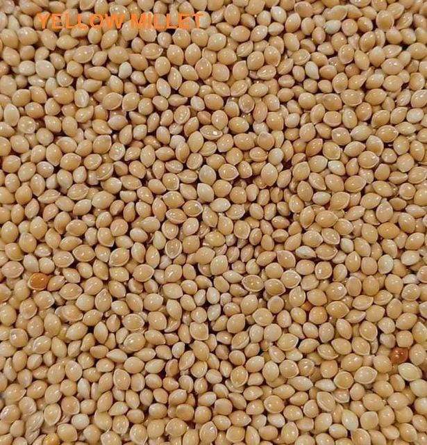 yellow millet for sale - Image 1