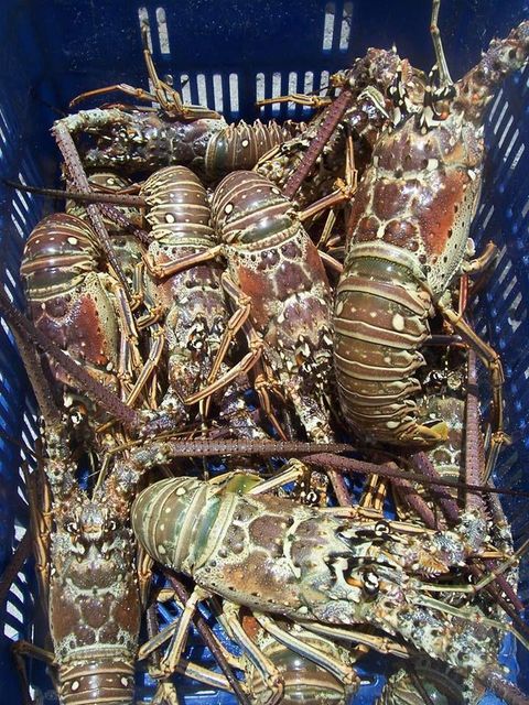 Frozen Whole Lobster Fresh Seafood For Restaurants Food Service And Wholesale Buyers With Excellent Taste - Image 3
