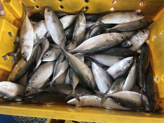 Seafood Fresh Frozen Whole Indian Mackerel fish for Sea Fish Buyers - Image 2