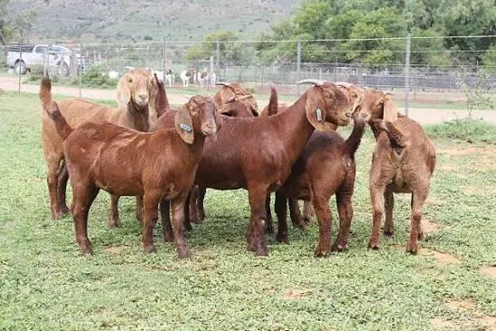 Cheap Top Selling Dorper sheep in bulk / Merino sheep at wholesale price.Boer Goats available for sale in good quantity - Image 4