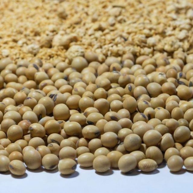 Top Quality Non Gmo Soybean Meal for Animal Feed - Image 5