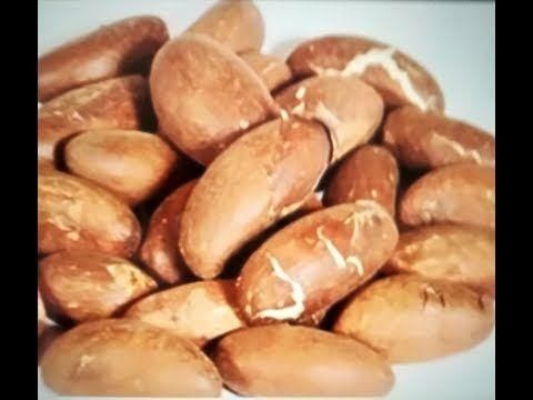Premium Bitter Kola (Garcinia Kola) – Large Dried Nuts, Cameroon Origin | Bulk Wholesale - Image 4